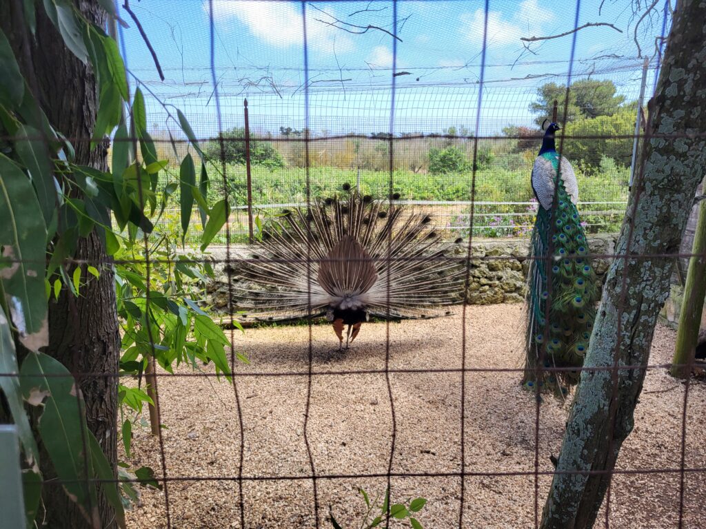 Scalelle Agriturismo Otranto